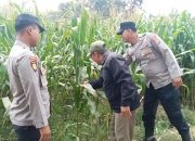 Wujudkan Swasembada Pangan, Polres Jombang Libatkan Bhabinkamtibmas Pantau Tanaman Jagung