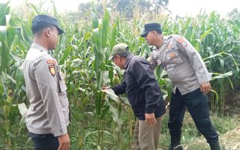 Wujudkan Swasembada Pangan, Polres Jombang Libatkan Bhabinkamtibmas Pantau Tanaman Jagung