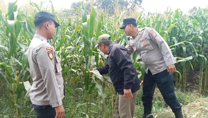 Wujudkan Swasembada Pangan, Polres Jombang Libatkan Bhabinkamtibmas Pantau Tanaman Jagung