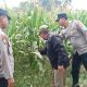Wujudkan Swasembada Pangan, Polres Jombang Libatkan Bhabinkamtibmas Pantau Tanaman Jagung