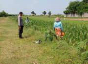 Polsek Ngoro Laksanakan Pengecekan Lahan Pertanian Jagung dalam Mendukung Program Swasembada Pangan Nasional