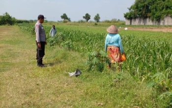 Polsek Ngoro Laksanakan Pengecekan Lahan Pertanian Jagung dalam Mendukung Program Swasembada Pangan Nasional