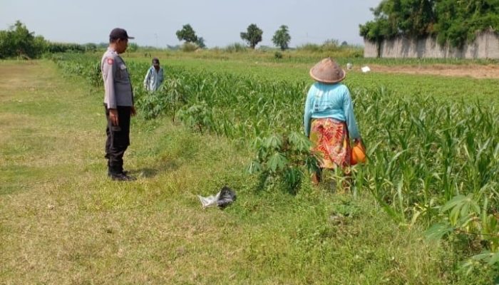 Polsek Ngoro Laksanakan Pengecekan Lahan Pertanian Jagung dalam Mendukung Program Swasembada Pangan Nasional