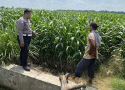 Anggota Polsek Mojoagung Dukung Ketahanan Pangan melalui Peninjauan Lahan Jagung