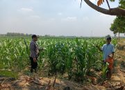 Panit Binmas Polsek Ploso Laksanakan Pemantauan Tanaman Jagung dalam Mendukung Program Ketahanan Pangan