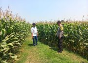 Bhabinkamtibmas Polsek Diwek Bersama Ketua Poktan Tinjau Tanaman Jagung di Desa Keras