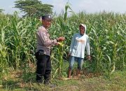 Kanit Binmas Polsek Kudu Laksanakan Pembinaan Petani Jagung Dukung Swasembada Pangan