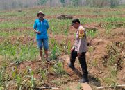 Bhabinkamtibmas Lakukan Pengecekan Tanaman Jagung di Desa Ngampungan Kec. Bareng Kab. Jombang