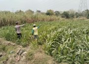 Polsek Bareng Pantau Tanaman Jagung, Dukung Program Ketahanan Pangan