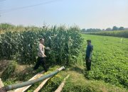 Kanit Binmas Polsek Diwek Tinjau Tanaman Jagung, Dukung Program Ketahanan Pangan