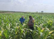 Polsek Bareng Pantau Tanaman Jagung Kuartal III 2026 Dukung Program Ketahanan Pangan