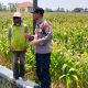 Bhabinkamtibmas Pantau Tanaman Jagung, Dukung Swasembada Jagung Nasional