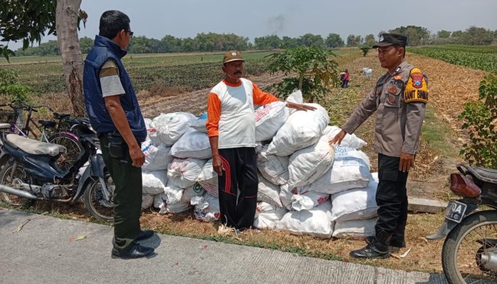 Kanit Binmas Laksanakan Pembinaan kepada Petani Jagung, Dukung Ketahanan Pangan Nasional
