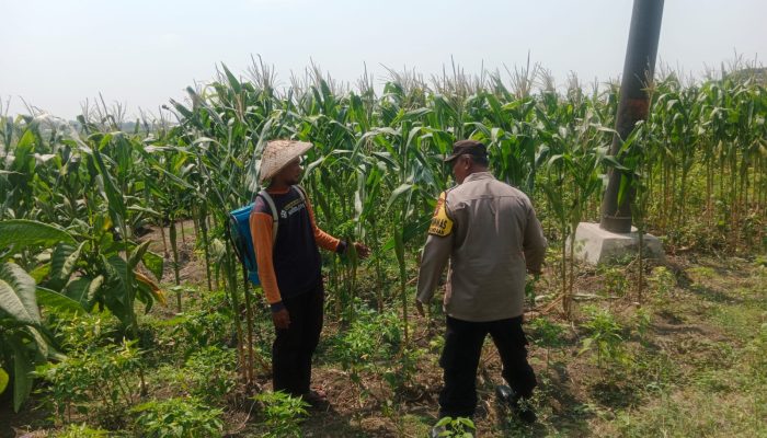 Bhabinkamtibmas Polsek Plandaan  Monitoring Tanaman Jagung, Dukung Ketahanan Nasional