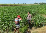 Bhabinkamtibmas Desa Karangwinongan Laksanakan Pengecekan Ketahanan Pangan Sektor Pertanian Jagung