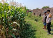 Anggota Polsek Tembelang Laksanakan Peninjauan Lahan Pertanian Jagung untuk Mendukung Ketahanan Pangan